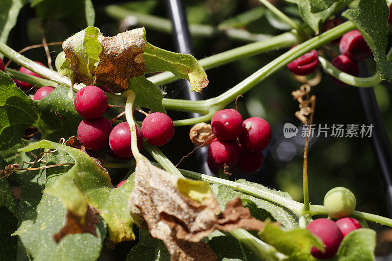 红色浆果，白色bryony Bryonia dioica